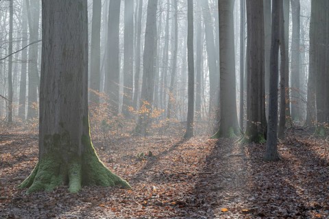 European beech (Fagus sylvatica), European beech forest in winter in backlight, morning mist,