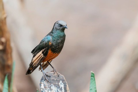 A female red-winged starling (Onychognathus morio) sits on a cut branch. Ethiopia, Kenya, Tanzania,
