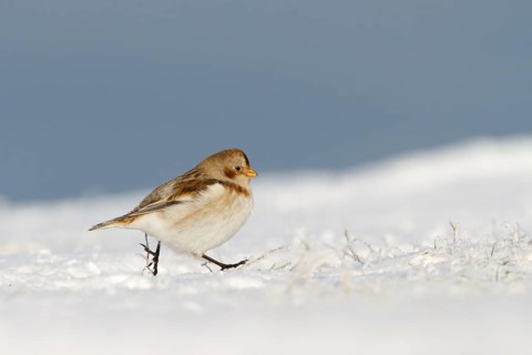 Snow Bunting (Plectrophenax nivalis), Utrecht, Netherlands