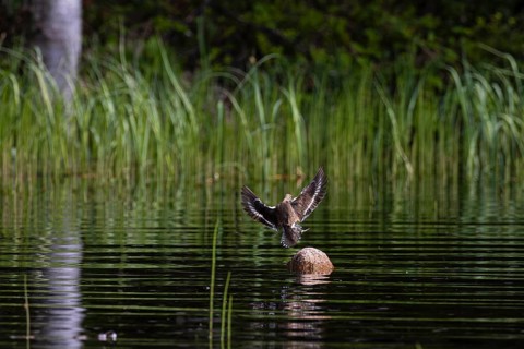 Common sandpiper (Actitis hypoleucos) landing on a stone in the water, Sanginjoki Nature Reserve,