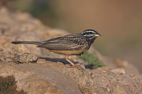 Cinnamon-breasted Bunting (Emberiza tahapisi), Oman