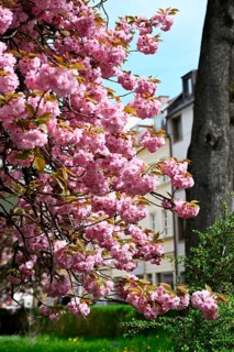 Japanese Cherry, Japanese Blossom Cherry, Oriental Cherry, Japanese Cherry Tree, Japanese Blossom