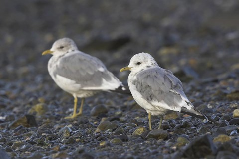 Mew Gull (Larus canus), British Columbia, Canada