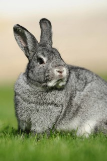 Grey hare sitting attentively on a green meadow, domestic rabbit (Oryctolagus cuniculus forma