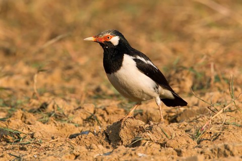 Pied Myna (Gracupica contra), Phetchaburi, Thailand