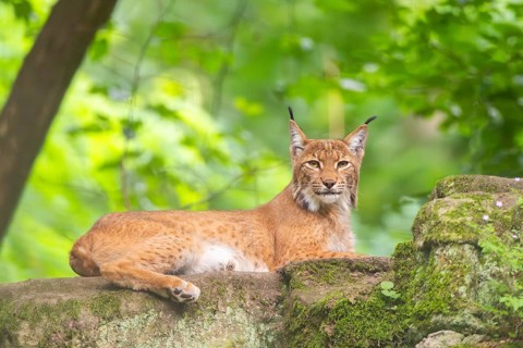Eurasian lynx (Lynx lynx) lying in a forest, Bavaria, Germany