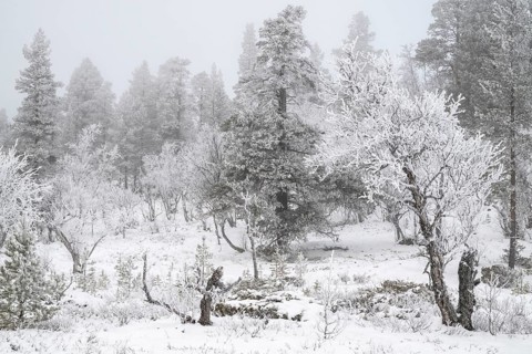 Trees covered in snow, Alvdal Vestfjell, Hedmark, Innlandet, Norway, November 2025