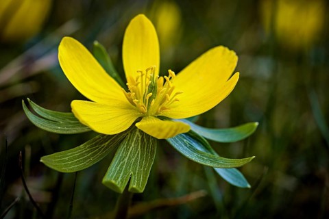 Close-up of a yellow flower in the grass, in spring light, winter aconite blossom