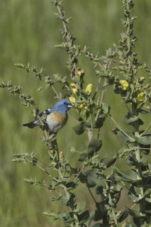 Lazuli Bunting (Passerina amoena), British Columbia, Canada