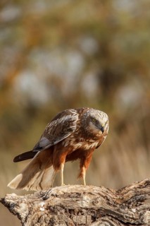 Western marsh harrier (Circus aeruginosus), male perched on a trunk, Castile-La Mancha, Spain