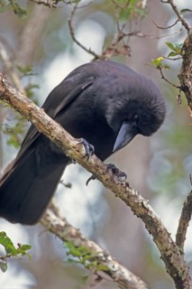 Hawaiian Crow, Alala, Corvus hawaiiensis, endangered