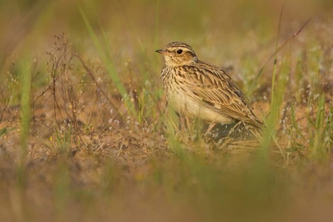 Woodlark (Lullula arborea), Baden-Wuerttemberg, Germany