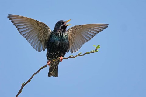 Star, lat.Sturnus vulgaris, Männchen balzt auf einem Ast im Zwetschgenbaum