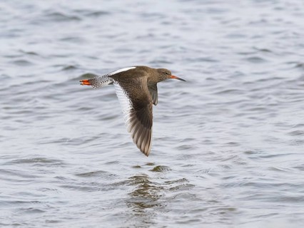Redshank (Tringa totanus), migrant wader, adult bird, flying over the sea, North East coast,