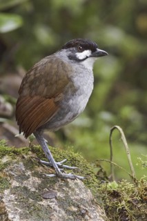 Jocotoco Antpitta (Grallaria ridgelyi), Ecuador