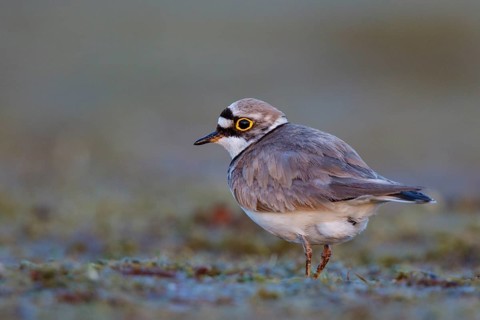 Little Ringed Plover (Charadrius dubius) male, North Rhine-Westphalia, Germany