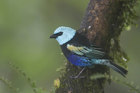 Blue-necked Tanager (Tangara cyanicollis), Pichincha, Ecuador