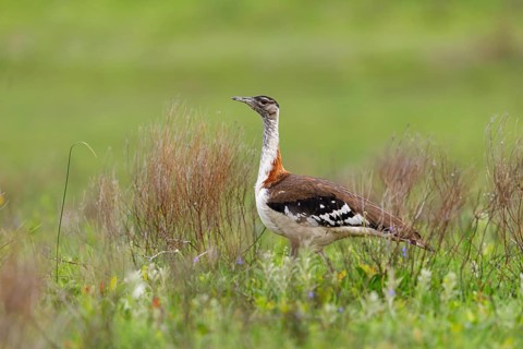 Kaffir Bustard, (Ardeotis denhami, Neotis denhami), Bustards, Birds, Africa, South Africa,