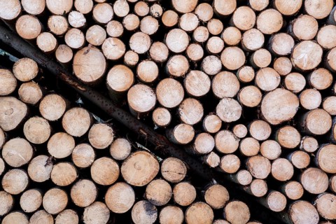 Woodpiles after storm damage after the Cyclone Friederike, 2018, Weser Uplands, Hesse, Germany