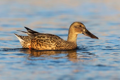 Northern Shoveler (Spatula clypeata) female, Eilat, Israel