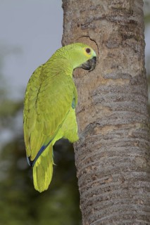 Turquoise-fronted Amazon (Amazona aestiva), Mato Grosso do Sul, Brazil
