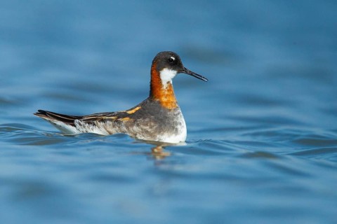Red-necked Phalarope (Phalaropus lobatus), Setúbal, Portugal