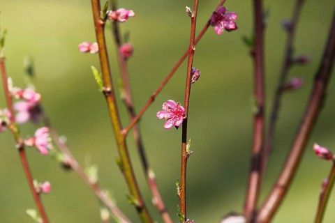 Peach blossoms (Prunus persica), North Rhine-Westphalia, Germany