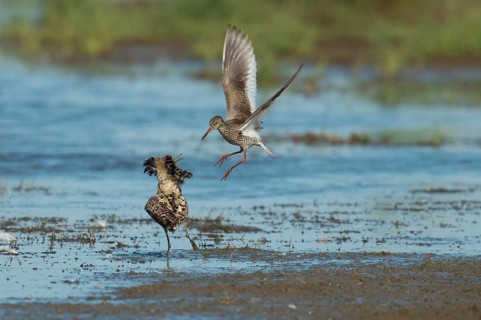 Common Redshank (Tringa totanus), Schleswig-Holstein, Germany