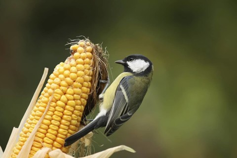 Great Tit (Parus major), Lower Saxony, Germany