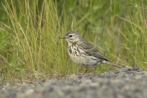 Meadow Pipit (Anthus pratensis), Iceland