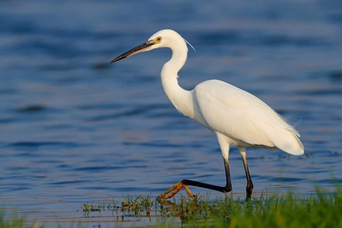 Little egret foraging, (Egretta garzetta) Salalah, Khawr Rawri, Dhofar, Oman