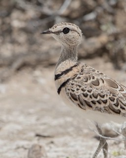 Double-banded Courser (Rhinoptilus africanus) perched on the ground, Namibia