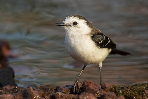 White-naped Xenopsaris (Xenopsaris albinucha) at waterhole, Bolivia