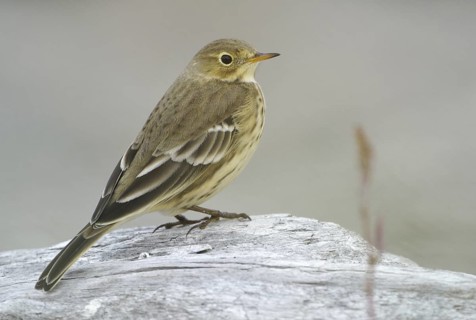 Buff-bellied Pipit (Anthus rubescens), British Columbia, Canada