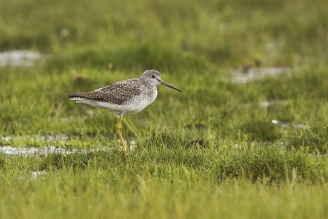 Greater Yellowlegs (Tringa melanoleuca), Ecuador