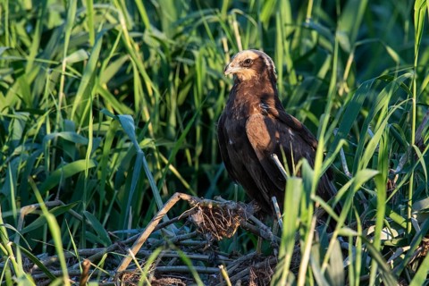 Western Marsh Harrier (Circus aeruginosus) female in reeds, Eilat, Israel