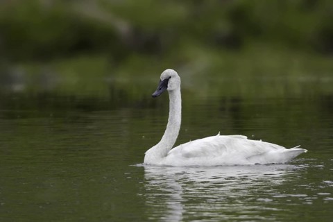 Trumpeter Swan (Cygnus buccinator), Wyoming, USA