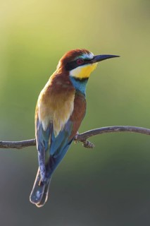 Bee-eater, (Merops apiaster), Animals, Birds, Raptor family, Perching station, Muselievo,