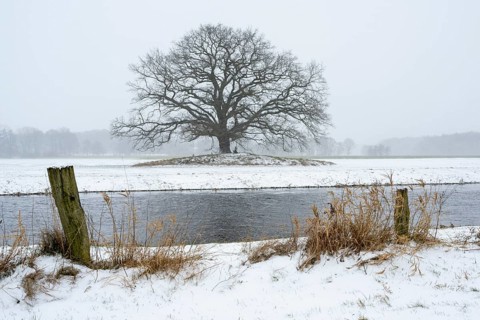 Oak (Quercus) in the Hunte meadows near Colnrade in winter, Colnrade, Lower Saxony, Germany