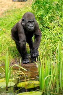 Western gorilla (Gorilla gorilla), young animal, at the water, discover