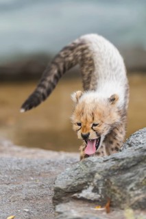 Cheetah (Acinonyx jubatus) youngster stretches and yawns, captive, occurrence Africa