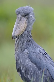 Shoebill (Balaeniceps rex), Uganda