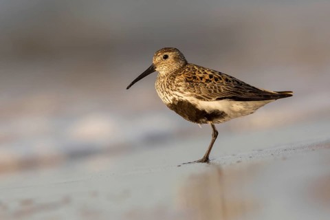 Dunlin (Calidris alpina), Poland