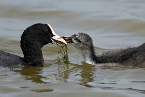 Eurasian coot (Fulica atra) adult parent bird feeding a juvenile baby chick on a lake, RSPB