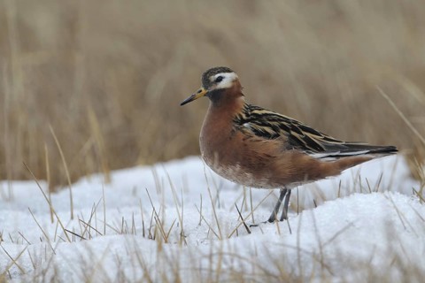 Red Phalarope (Phalaropus fulicarius), Alaska, USA