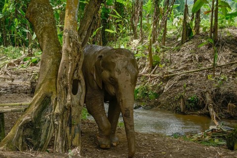 An Asian elephant roams through the verdant jungle of Thailand, surrounded by trees and a gentle