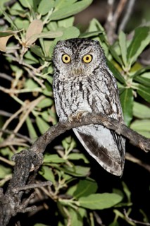 Whiskered Screech Owl (Megascops trichopsis), Arizona, USA