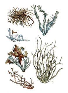 Lichen roccella, lichen, digital reproduction of a historical model, between 1790 and 1810