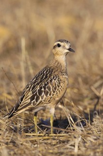 Eurasian Dotterel (Charadrius morinellus), Cabo Espichel, Portugal
