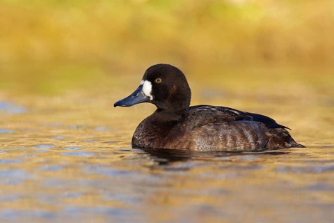 Greater Scaup (Aythya marila) female, British Columbia, Canada